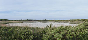 Bunker Pond - Deep Greens and Pastel Blue