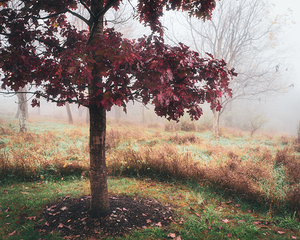 Burgundy Maple Against the Fog