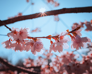 Cherry Blossoms with a Spot of Sun