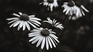 Echinacea - Black and White