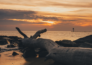Higbee Beach Sunset and the Fallen Tree