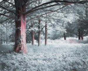 Painterly - Summer Trees Park Fields