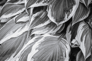 Rain on Hosta Leaves - Black and White