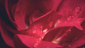 Sultry Red Rose Closeup