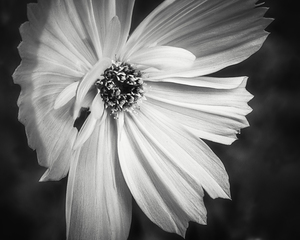 Young Wildflower Black and White