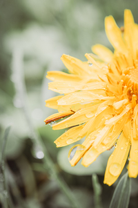 Dandelion Left