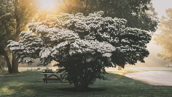 Sunrise Over a Dogwood Print