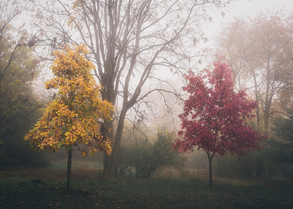 Yellow and Red Trees in Autumn Fog Print