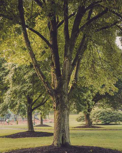 Maple Tree on a May Morning Print