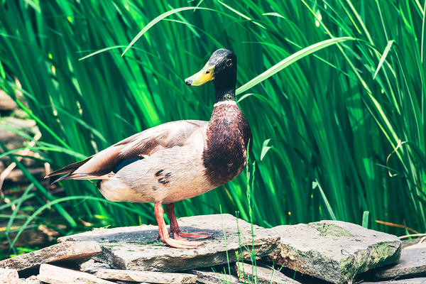 Curious Mallard Print