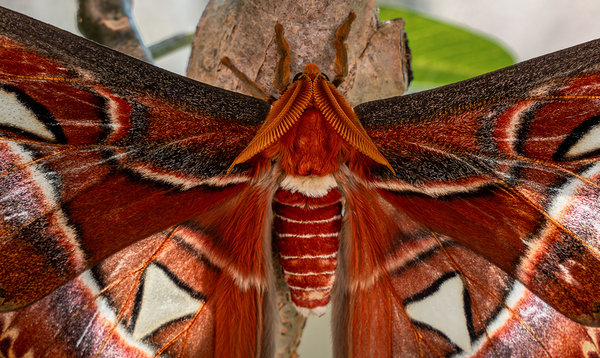 Atlas Moth Close Up Print