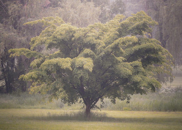 Cedar Creek Park   Late Spring Dogwood Print