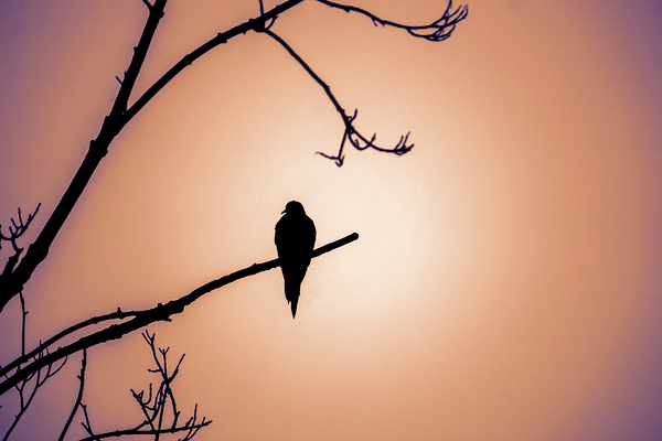Bird Silhouette Sunset Print