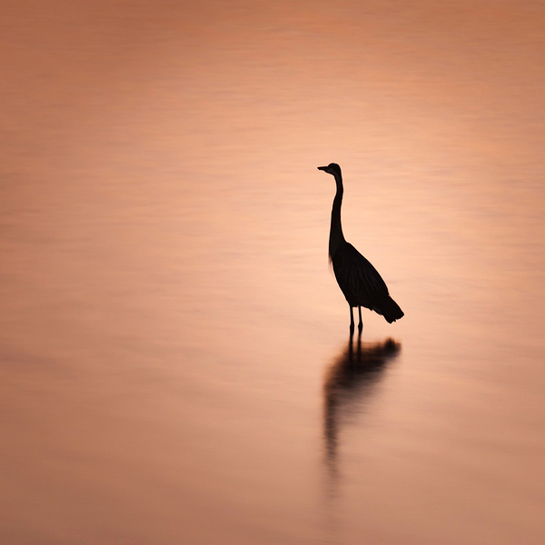 Blue Heron Silhouette and Reflection Print