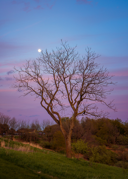Early Spring Tree By Moonlight Print