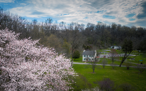 Star Magnolia By the Fish Hatchery Print