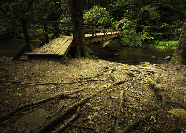 Wild Creek Cove Natural Surroundings Print