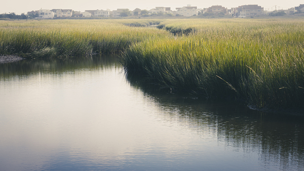 East From Fish Dock Road in Wildwood Print