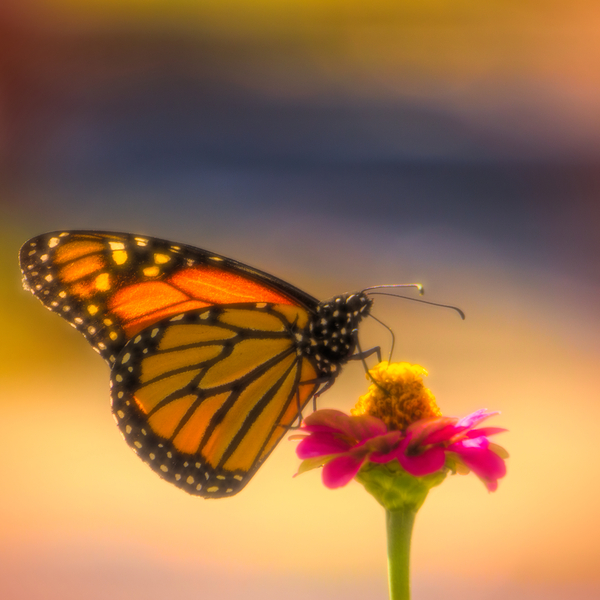 Monarch Soft Landing Zinnia Print