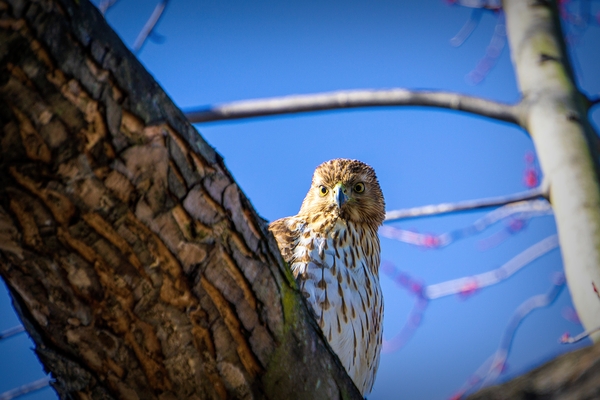 Juvenile Sharp Shinned Hawk Peaking Print