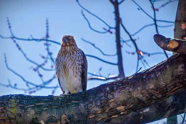 Juvenile Sharp Shinned Hawk Straight On by Jason Fink