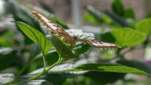 Check Out My Wings Print