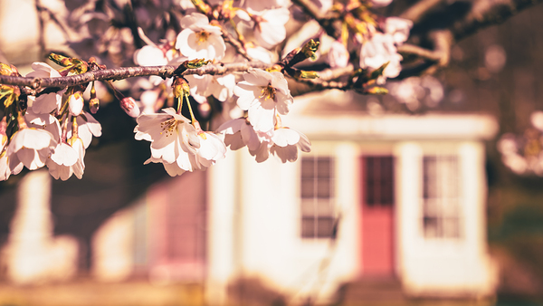 Early Spring Cherry Blossom and Red Door Print