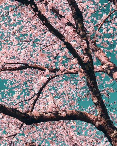 Spring Overhead Print