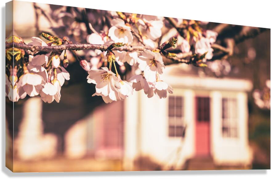 Early Spring Cherry Blossom and Red Door Canvas Print