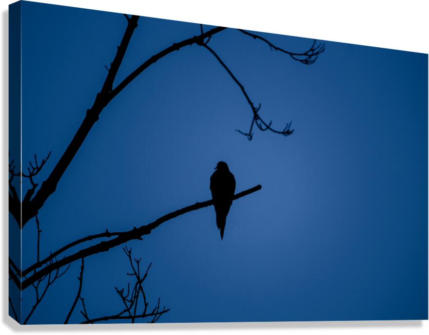 Bird Silhouette Dark Blue Canvas Print