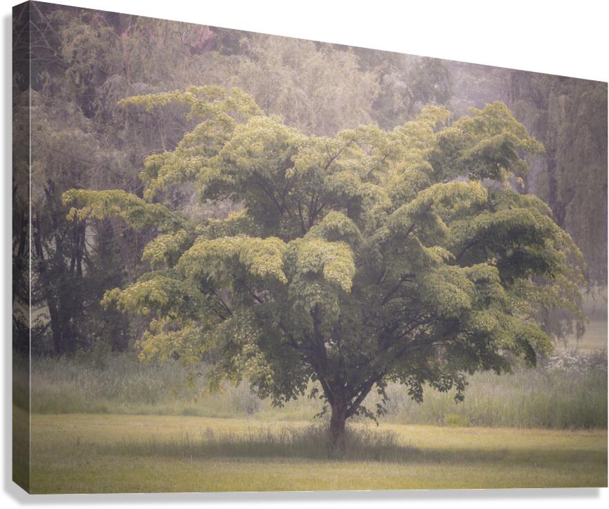 Cedar Creek Park   Late Spring Dogwood Canvas Print