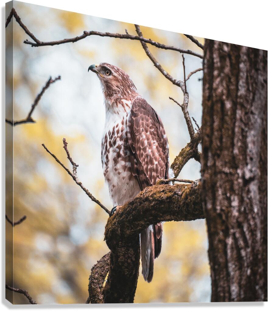 Red Tailed Hawk Canvas Print