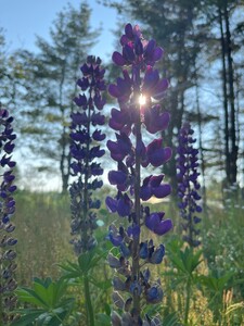 Lupine 1.