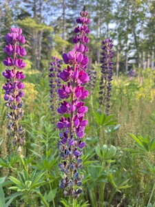 Lupine 2.