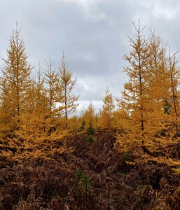 Tamarack.