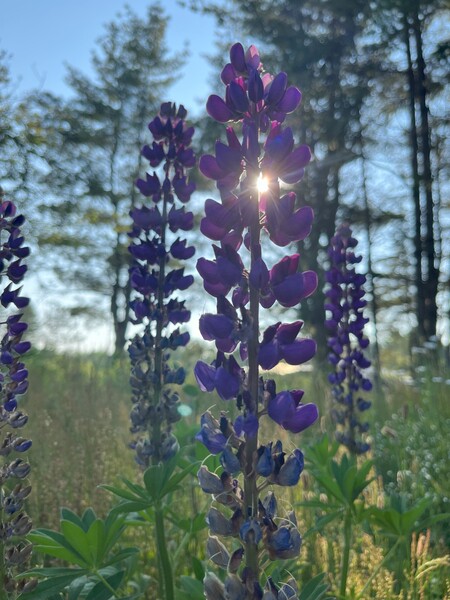 Lupine 1. by KHAOS ARTISTRY