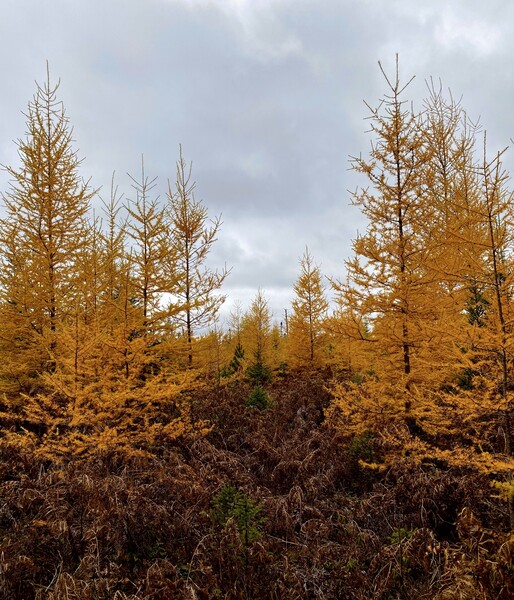 Tamarack. by KHAOS ARTISTRY