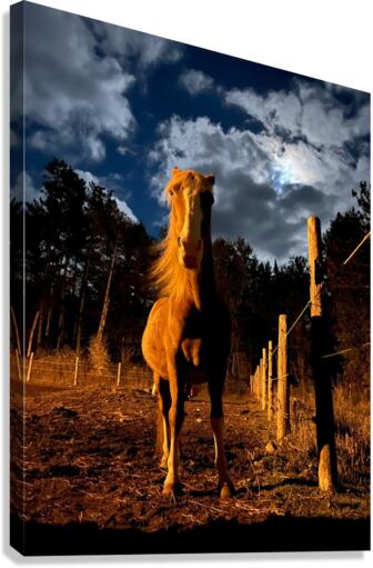 Ruger. Canvas Print