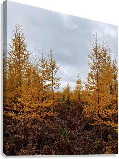 Tamarack. Canvas Print
