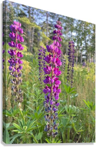 Lupine 2. Canvas Print