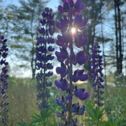 Lupine 1.