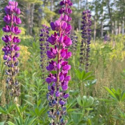 Lupine 2.