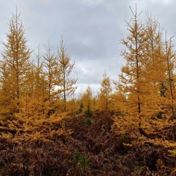 Tamarack.