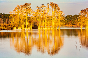 Cypress Sunrise Reflection