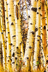 Aspen Trunks in Autumn