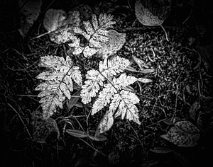 Ghost Fronds B W