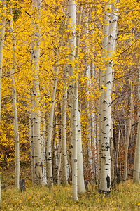 Autumn Aspen Grove