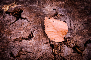 A Leaf On A Log