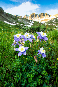 American Basin Columbine