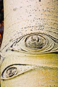 Aspen Eyes
